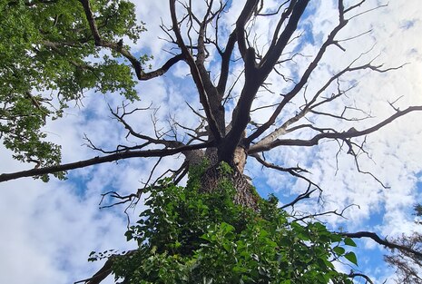 Vertrockneter Baum bewachsen mit Efeu, ein Zeichen des Klimawandels